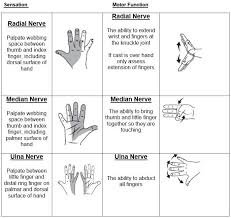 Neurovascualr Obs Radial Median And Ulna Nerve Orthopedic Physical Therapy Physical Therapy Assistant Medical Anatomy
