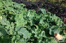 Fully sun garden spots receive 6 or more hours of direct sunlight each day. Planting Vegetables That Grow In Shade For A Successful Harvest