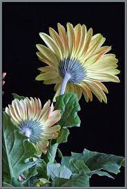 Http Www Microscopy Uk Org Uk Mag Imgmar07 Imagegd30 Jpg Gerbera Daisy Gerbera Plants