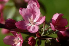 It snowed all day and by the looks of it i thought it was january instead of april. Spring Pink Flowering Tree Closeup 30 Cleary Fine Art Photography