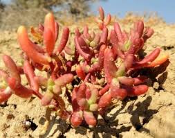 Image result for Halopegia