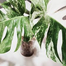 Key So I Am Completely Newbie With Sphagnum Moss But I Ve Heard It S Great For Propagation I Changed The Water In My Monstera Varieg Plants Moss Propagation