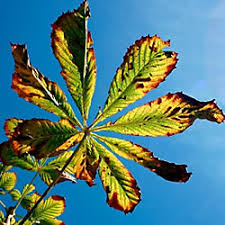 Lemon tree leaves curling turning brown. Reading The Leaves 10 Causes And Cures For Foliage Problems