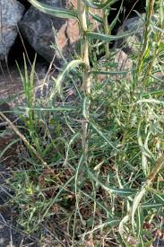 Image result for Lactuca schultzeana