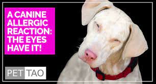 Here S How To Treat Dog Eye Allergies The Top Options
