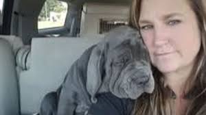 Fundraiser by Josh Fowler : Support Michelle's Mission to Rescue Dogs