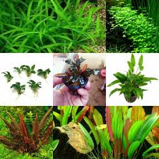 Tanaman aquascape menyerap co 2 yang terlarut dalam air untuk makanannya. Paket Premium Tanaman Aquascape Pemula Lazada Indonesia