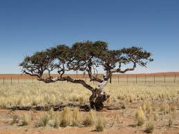 Image result for Boscia albitrunca