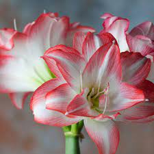 Amaryllis Meaning Is Beauty Beyond Worth Amaryllis Flowers Amaryllis Amaryllis Bulbs