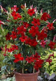Mandevilla A Staple In My Garden Every Year This Vine Produces The Most Beautiful Flowers Flowering Vines Flower Pots Annual Plants