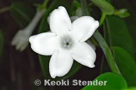 Image result for Marsdenia