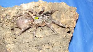 Underneath the fovea, inside the tarantula, the dorsal dilator muscle is attached to the apodeme. The Mythical Horned Unicorn Tarantula Horned Baboon T Youtube