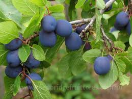 Insititia, or sometimes prunus insititia), also archaically called the damascene, is an edible drupaceous fruit, a subspecies of the plum tree. Damson Woodbridge Fruit Trees