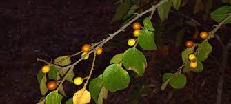 Image result for Ziziphus abyssinica