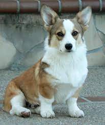 Noble Hearts Pembroke Welsh Corgi Breeder Puppies For Sale Welsh Corgi Puppies Corgi Breeders Corgi
