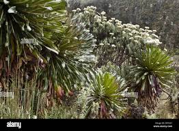 Image result for Lobelia wollastonii