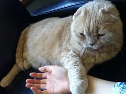 Image result for cat memes clean | cat memes, cat memes clean, best cat memes. How To Give Cats A Bath Video Washing Bathing Scottish Fold Cat Cute Fat Kitten Stretches Eats Catnip La Carmina Blog Alternative Fashion Goth Travel Subcultures