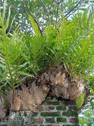 Image result for Drynaria