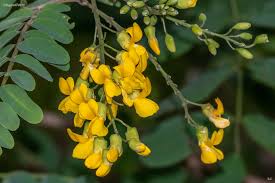 Image result for Calpurnia aurea