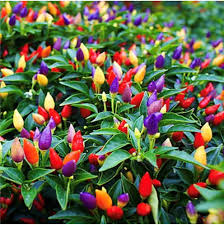 Do bolivian rainbow peppers taste as good as they look? Planthub Bolivian Rainbow Chilli Hot And Ornamental Pepper Vegetable Seed Capsicum Annuum Pack Of 60 Seeds Amazon In Garden Outdoors