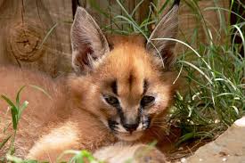 Despite their secretive habits, caracals have been a part of humans lives for hundreds of years. Caracal Description Habitat Image Diet And Interesting Facts
