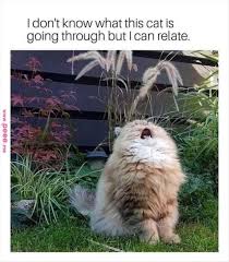 Funny Animal Picture Dump 25 Pics Funny Animals Pinterest Funny Animals Funny And Funny Animal Pi Cute Funny Animals Funny Animals Funny Animal Pictures