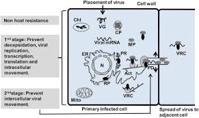 Pada juli 2020, kementerian kesehatan telah menetapkan biaya maksimal untuk rapid test antibodi adalah rp 150.000. Non Host Resistance To Plant Viruses What Do We Know Sciencedirect