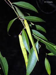 Image result for Secamone brevipes