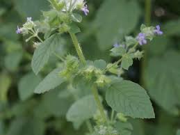 Image result for Hyptis