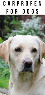 The most common side effects with all of the dog nsaids are gi tract symptoms. Carprofen For Dogs What It Is How It Works Dosage And Side Effects