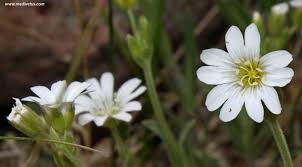 Image result for Cerastium