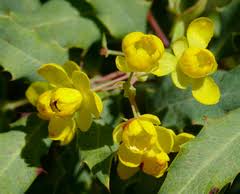 Image result for Berberidaceae