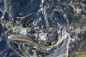 Profile for The Santa Clara River Confluence