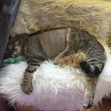 The symptoms of lung cancer may differ depending on where the cancer originated, how aggressive it is, and whether or not the affected cat has suffered from prior lung disease. My Survivor Athena September 2017 She Had Surgery For Lung Cancer Huge Success Cancer Might Be Back But She Got 1 5 Years Of Quality Time At Least Cats