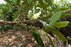 Image result for Myrsine