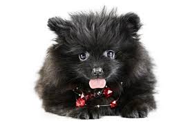 It's fairly obvious as to why the pomeranian is such a. Premium Photo Merle Pomeranian Puppy Spitz Isolated