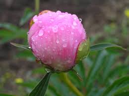 Maybe you would like to learn more about one of these? Ozark Grown