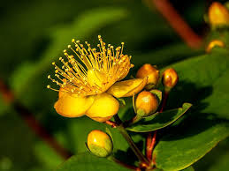 Image result for Hypericum humbertii