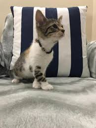 3 Aylik Disi Kedi Cok Acil Yuva Istanbul Diger Kedi Sahiplendirme