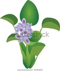 Image result for Pontederiaceae