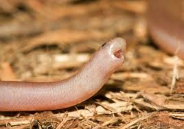 These Adorably Tiny Snakes Are So Cute No Phobia Will Stand A Chance Cute Snake Snake Baby Snakes