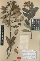 Image result for Acridocarpus natalitius