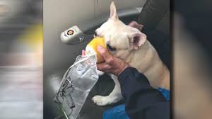 Animals indianapolis (indiana) may 27, 2016. Jetblue Flight Crew Uses Oxygen Mask To Save Dog Wish Tv Indianapolis News Indiana Weather Indiana Traffic