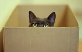 고양이 사진에 대한 이미지 검색결과