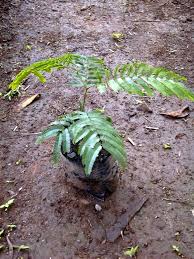 Image result for Kotschya ochreata