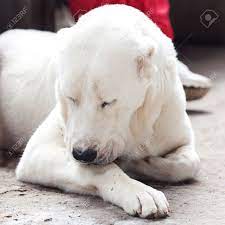 Oft wird gedacht, dass es hunde sind, die extra gezüchtet heute möchte ich einen kleinen clip alabai watchdog und moskau zu zeigen. Portrait Eines Grossen Weissen Hund Alabai Lizenzfreie Fotos Bilder Und Stock Fotografie Image 15094391