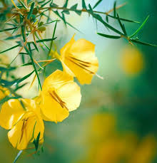 Image result for Parkinsonia aculeata