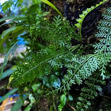 Image result for Asplenium sandersonii
