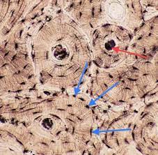 Inner and outer circumferential lamellae increase the diameter of the diaphysis to accommodate increasing body mass. Muscular And Skeletal Systems Histology