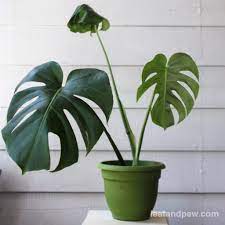 They come to a point but are not very dangerous except perhaps to one's eye. How To Propagate A Monstera Deliciosa Leaf And Paw
